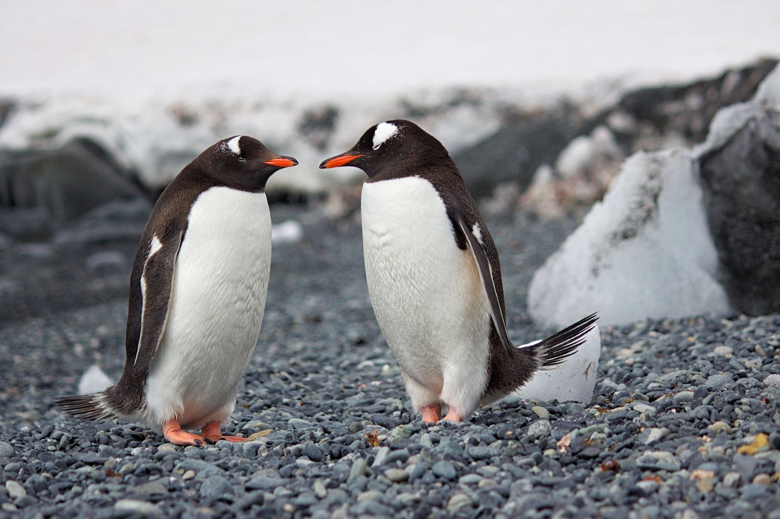Dois pinguins de bico laranja e mancha branca acima dos olhos, frente a frente, sobre um chão de pedrinhas cinzentas, com blocos de gelo e neve ao fundo