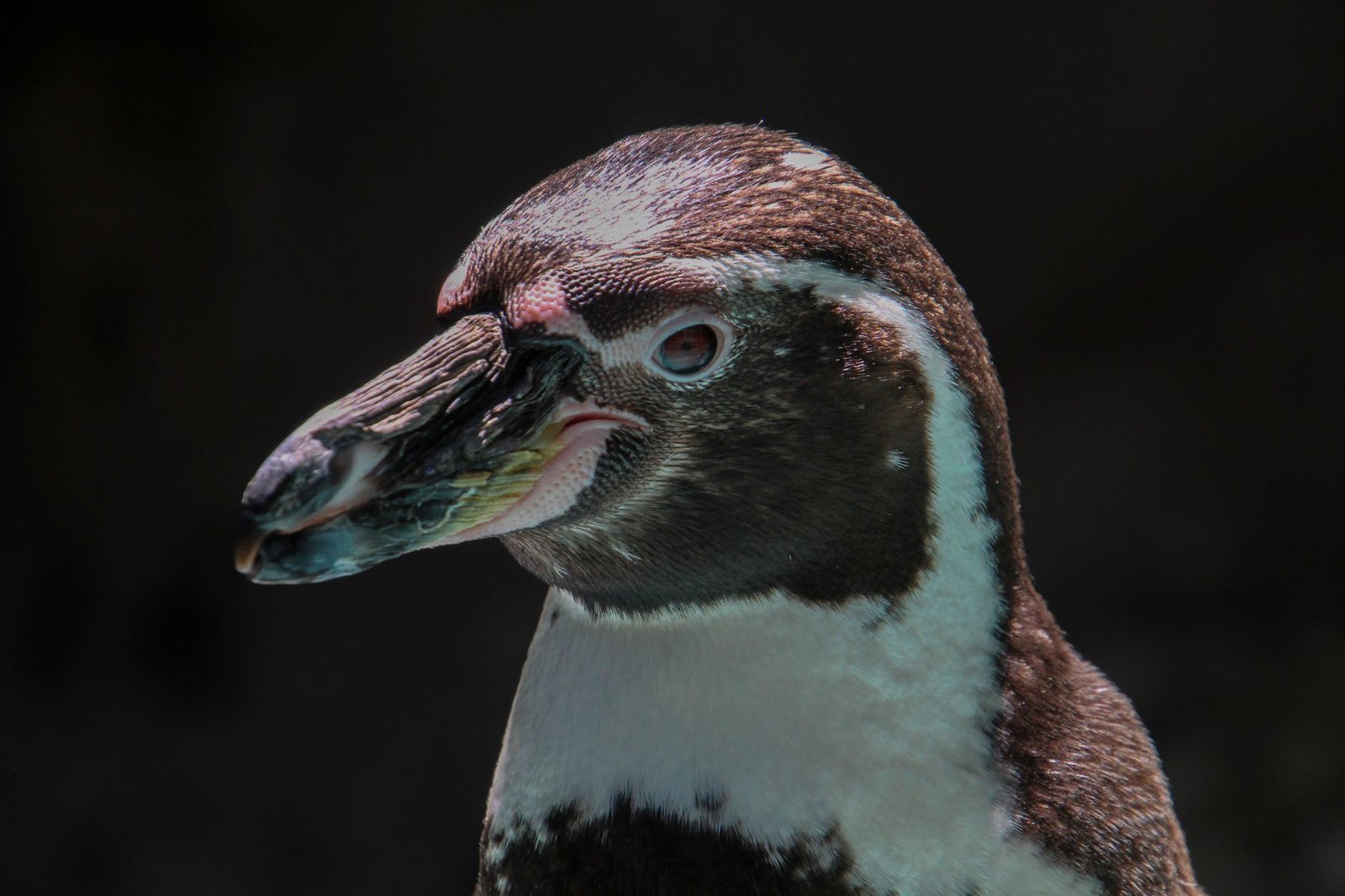 Cabeça de um pinguim-de-humboldt vista de perfil, com bico escuro, mancha rosada perto do olho e faixa branca no pescoço, contra um fundo preto