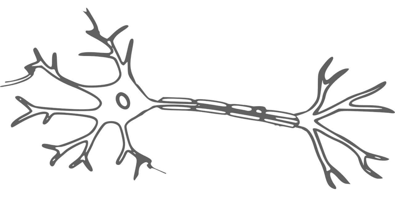 Ilustração em linha de um neurônio, mostrando o corpo celular, os dendritos ramificados e o axônio longo com segmentos de mielina, em cinza sobre fundo branco